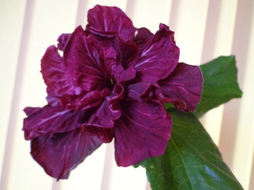  - HIBISCUS TAHITIAN DRAGON LAIR