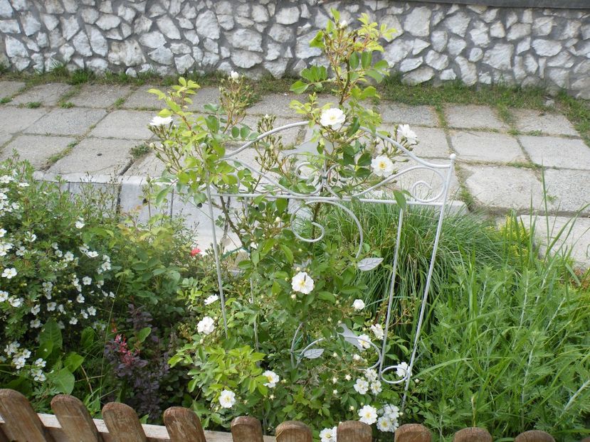  - 2017 in gradina mea