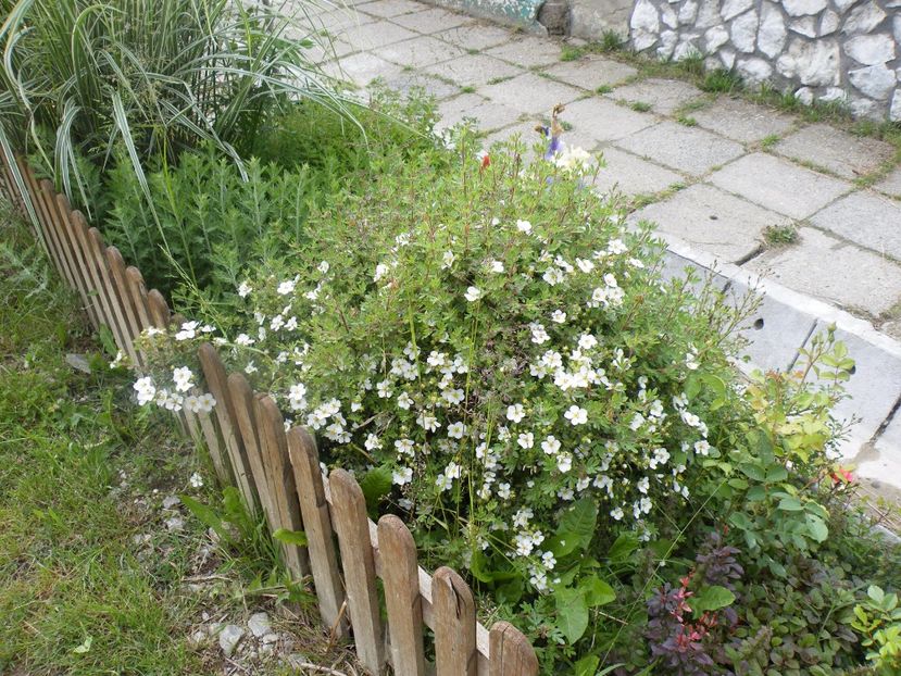  - 2017 in gradina mea