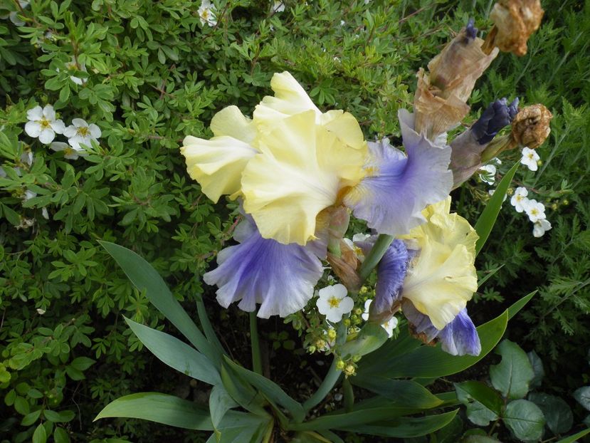 jurassic park - 2017 in gradina mea