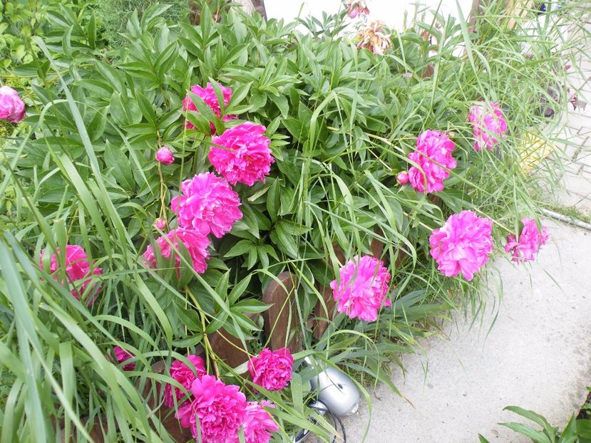  - 2017 in gradina mea