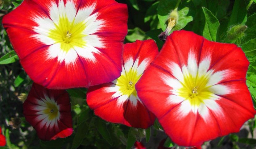 Ipomoea dubla - Zorele -Buna dimineata cu flori rosii - Zorele