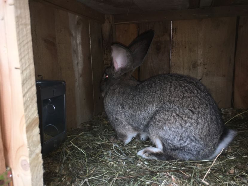  - Mascul 2 de la Boby Malita