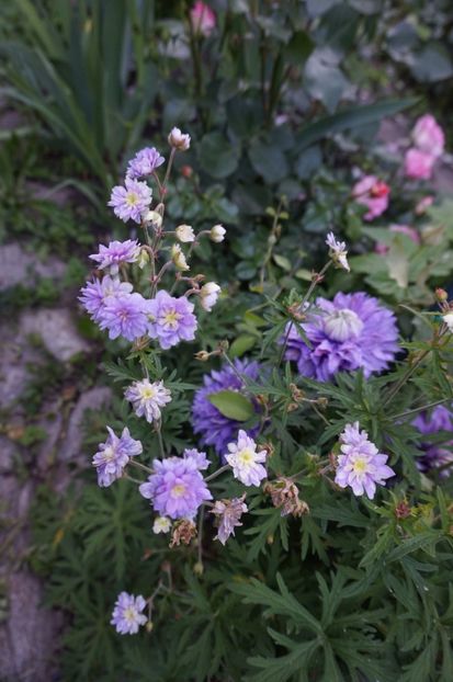  - Geranium si alte perene