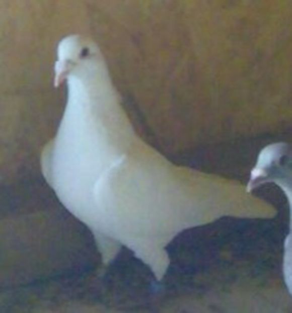 Mascul 2011-970...-Targoviste - Porumbei vanduti