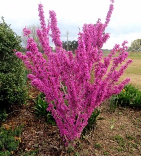 Cercis Chinesis - Chinese redbud - Cercis Chinesis