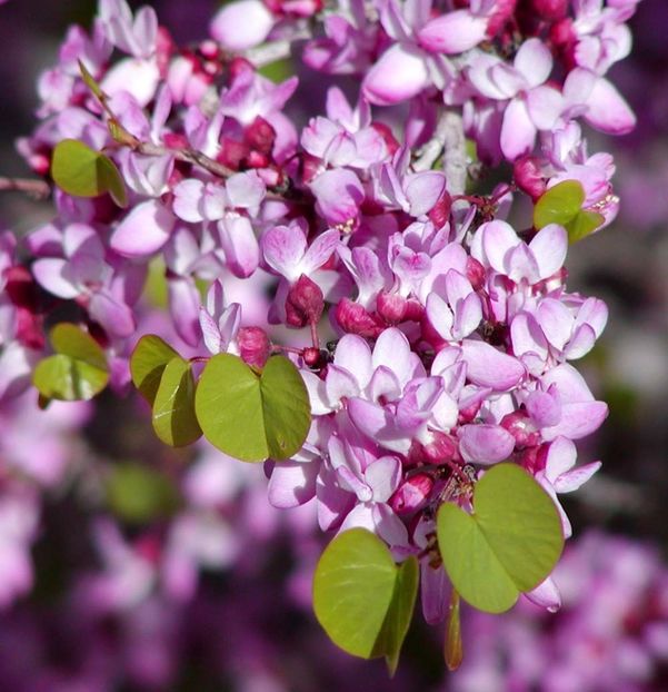California Redbud - Cercis Occidentalis - California Redbud