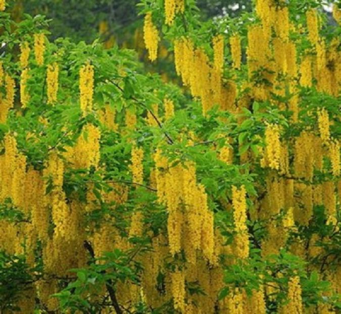 Laburnum Alpinum (Golden Chaine Tree) - Laburnum Alpinum