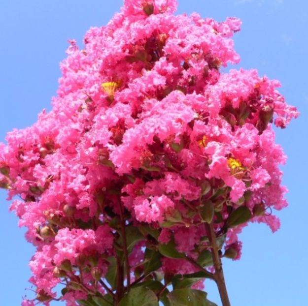 Lagerstroemia indica (Crapemyrtle) - Liliac Indian - Lagerstroemia Indica