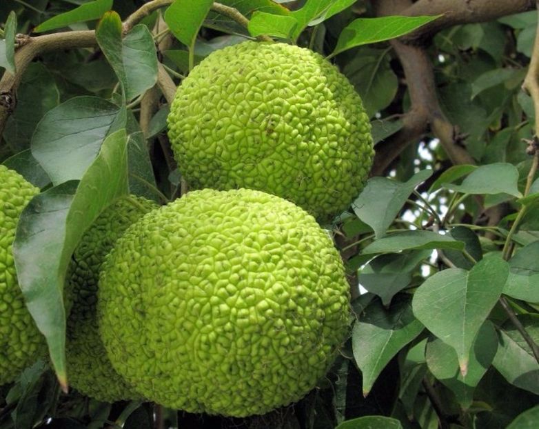 Maclura Pomifera - COPACI