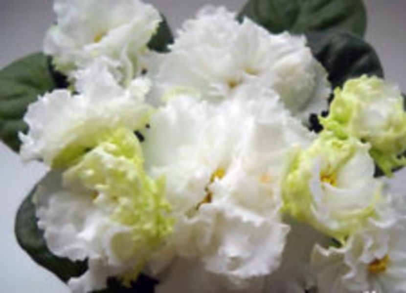 Le Origami - 000 violetele africane de colectie