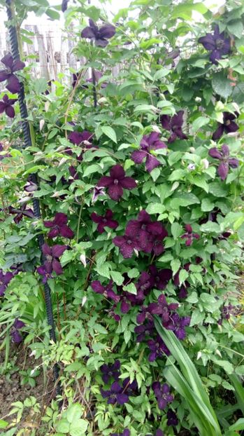  - 2017 Clematite