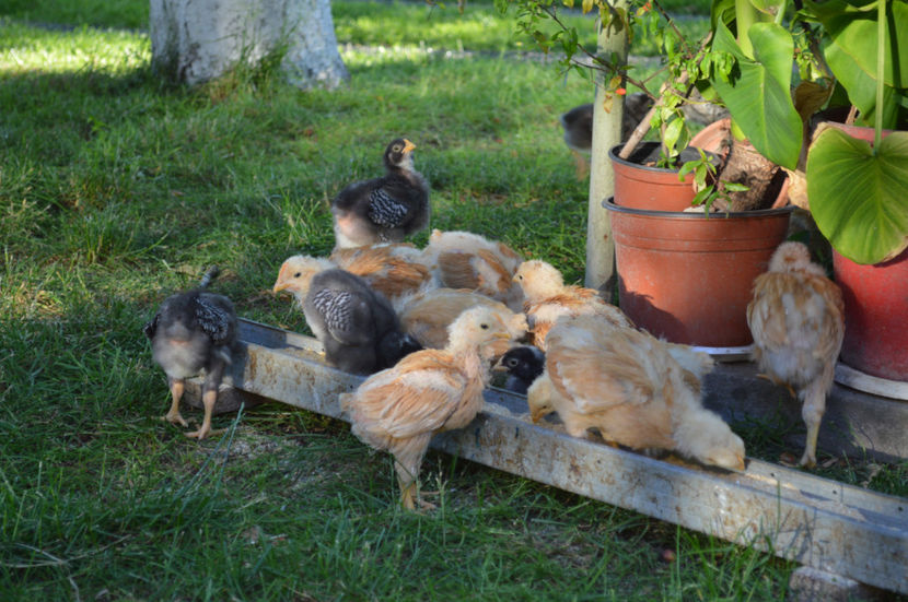  - PLYMOUTH ROCKS 2017