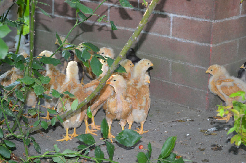  - PLYMOUTH ROCKS 2017