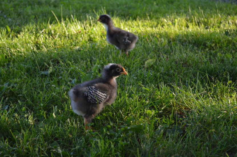  - PLYMOUTH ROCKS 2017