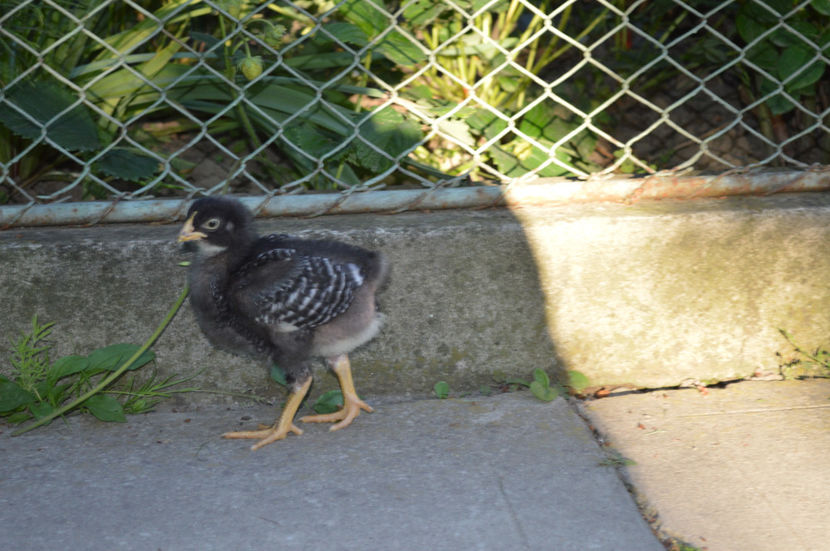  - PLYMOUTH ROCKS 2017