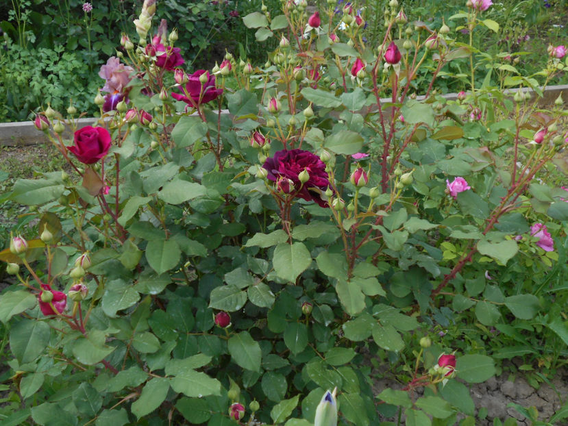 manstead wood - 4TRANDAFIRI 2017