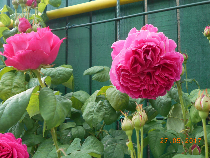  - Madame Isaac Pereire