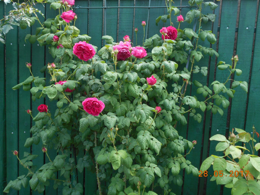  - Madame Isaac Pereire