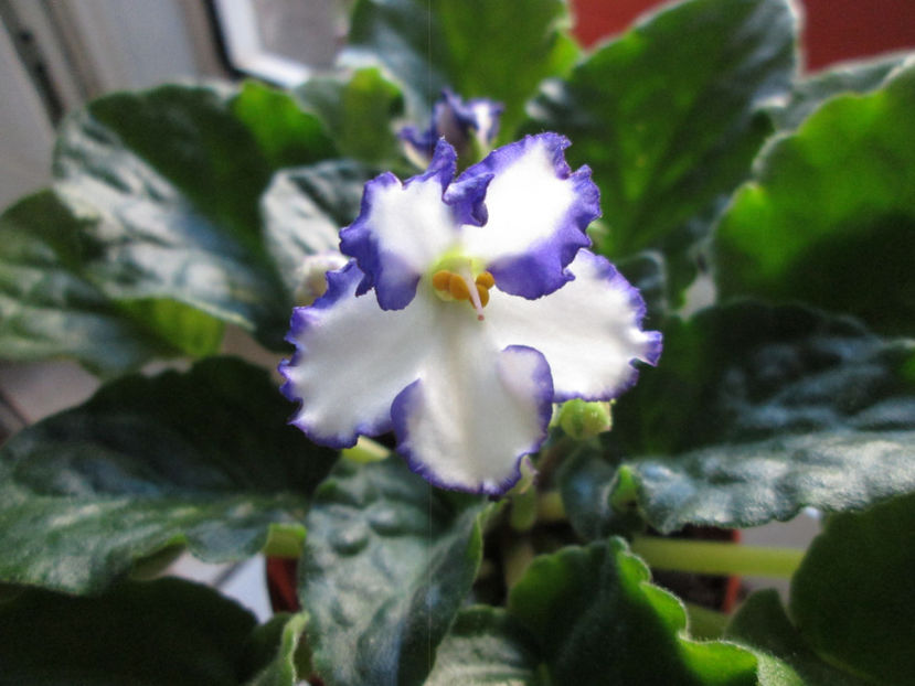 Chico - NEFITOASE - doar - frumoase