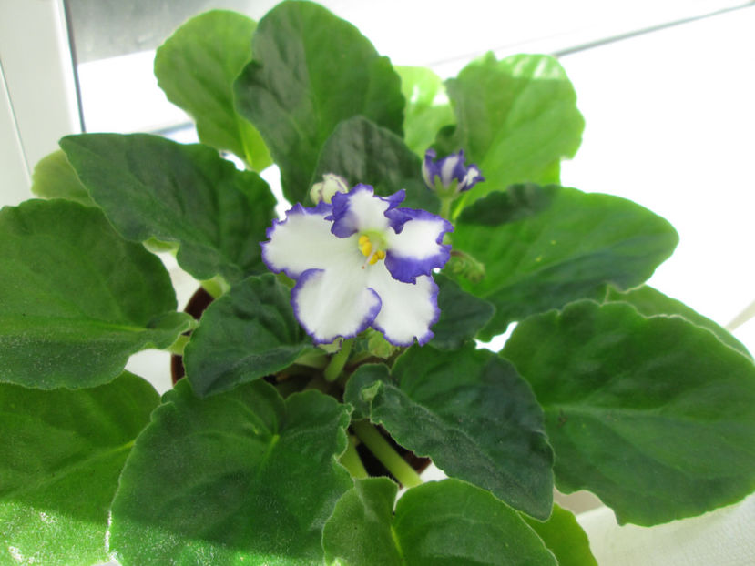  - NEFITOASE - doar - frumoase