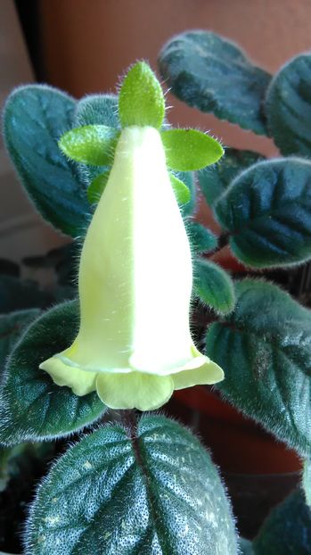  - Siningia CONSPICUA