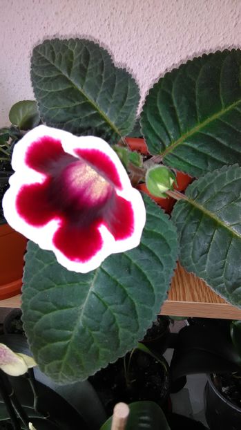  - Gloxinii 2017-2019