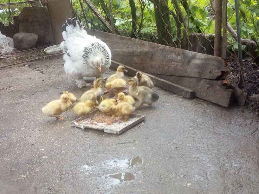  - Boboci de rata mai 2017