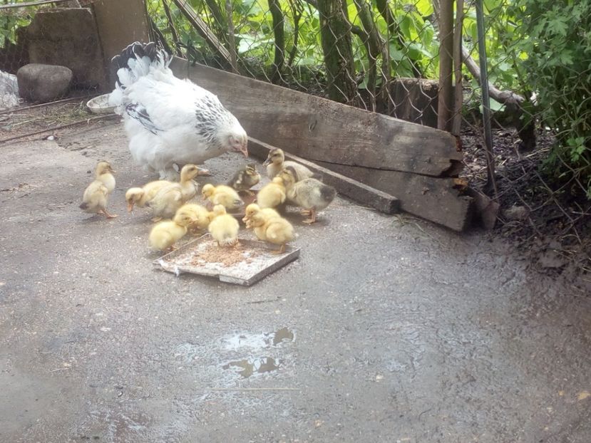  - Boboci de rata mai 2017