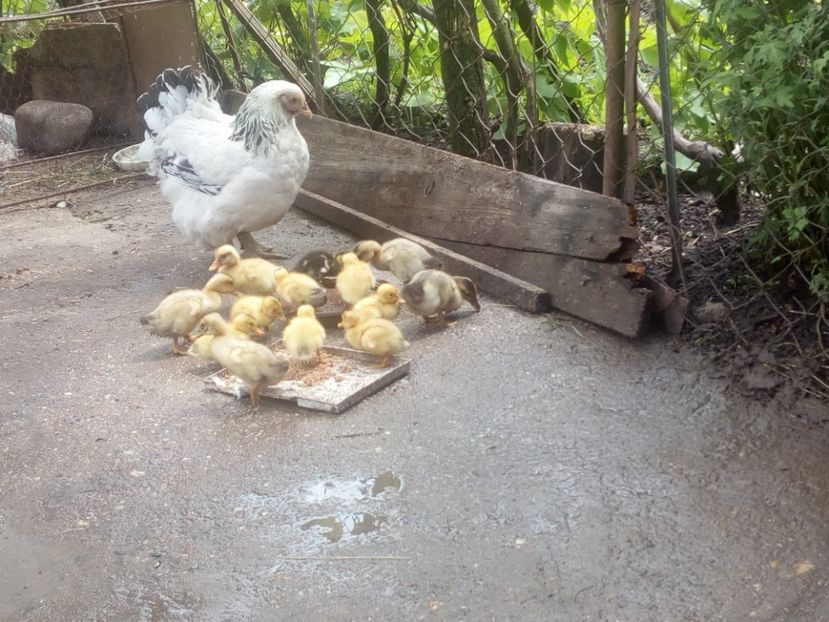  - Boboci de rata mai 2017