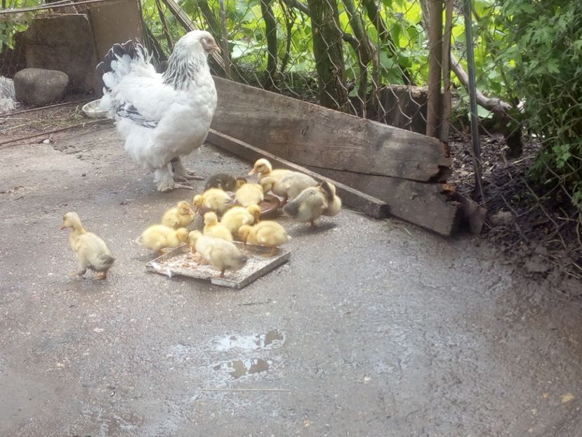  - Boboci de rata mai 2017