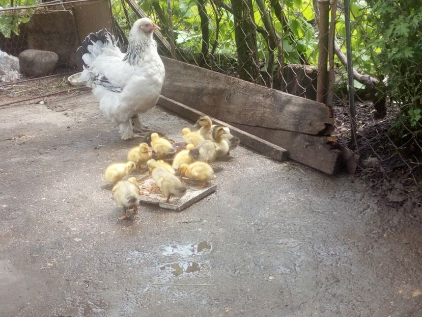  - Boboci de rata mai 2017