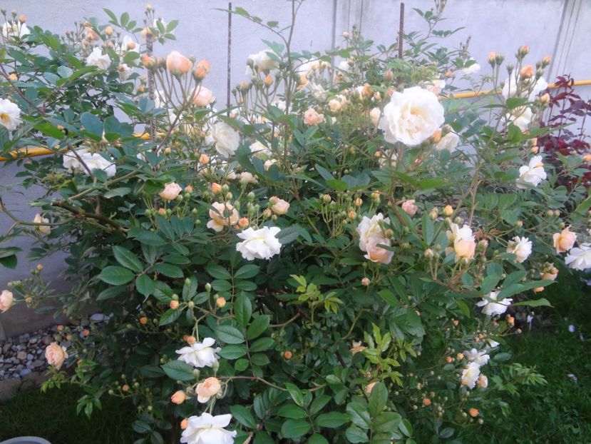  - Ghislaine de Feligonde