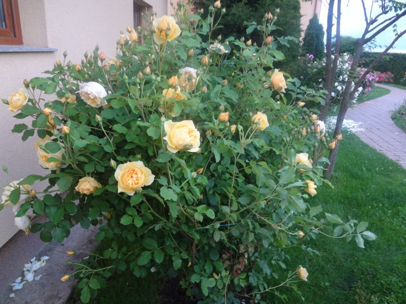  - Austin - Graham Thomas