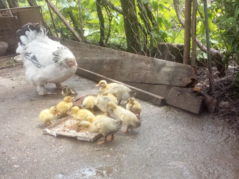  - Boboci de rata mai 2017