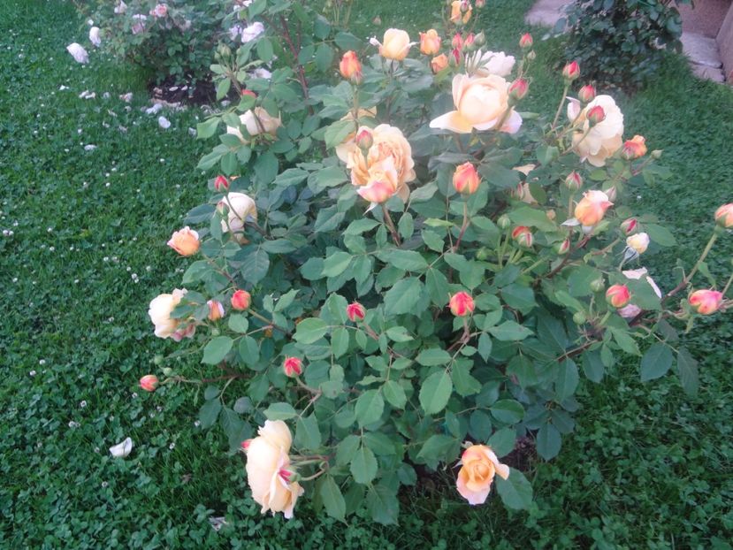  - Austin - Golden Celebration