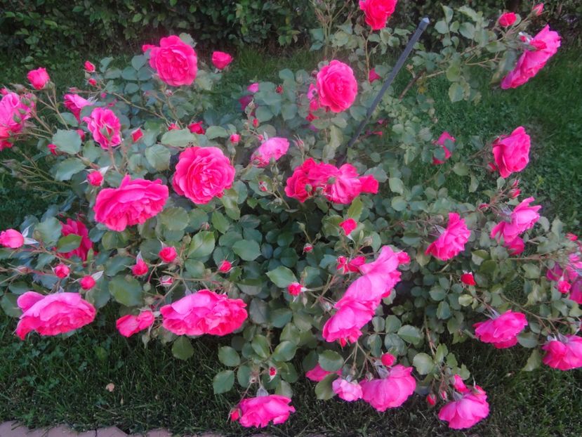  - Kordes - Rosarium Uetersen