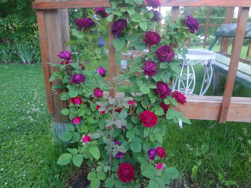  - Souvenir du Dr Jamain