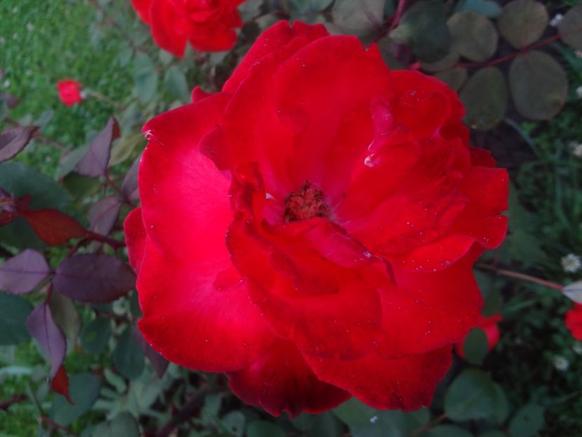  - Wagner - Foc de Tabara