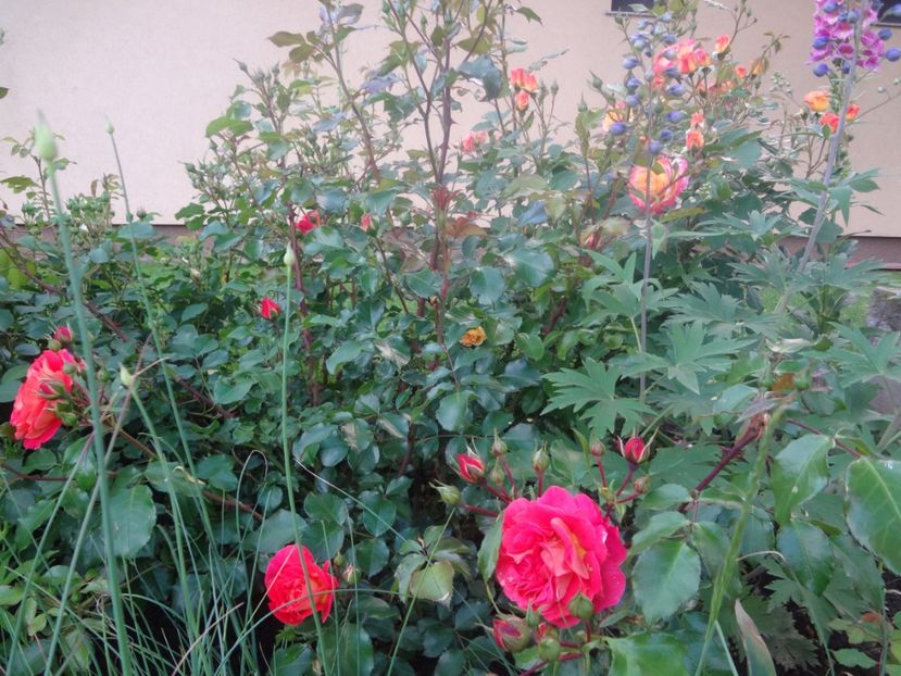  - Kordes - Gebruder Grimm