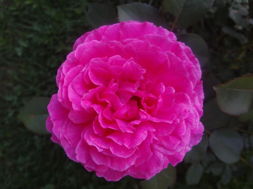  - Austin - Noble Antony