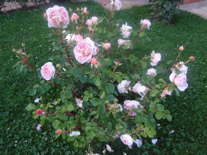  - Austin - Abraham Darby