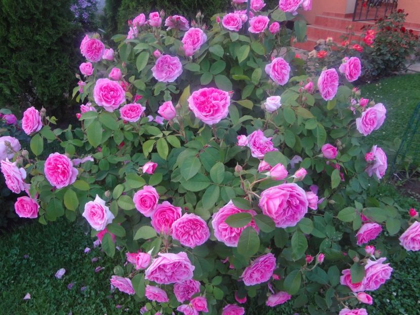  - Austin - Gertrude Jekyll