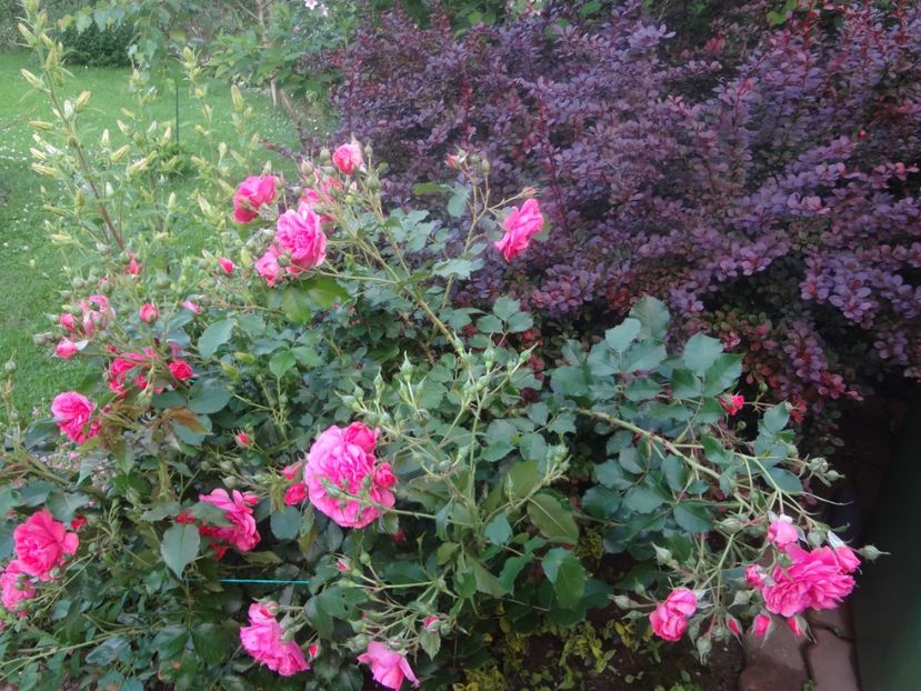  - Kordes - Rosarium Uetersen