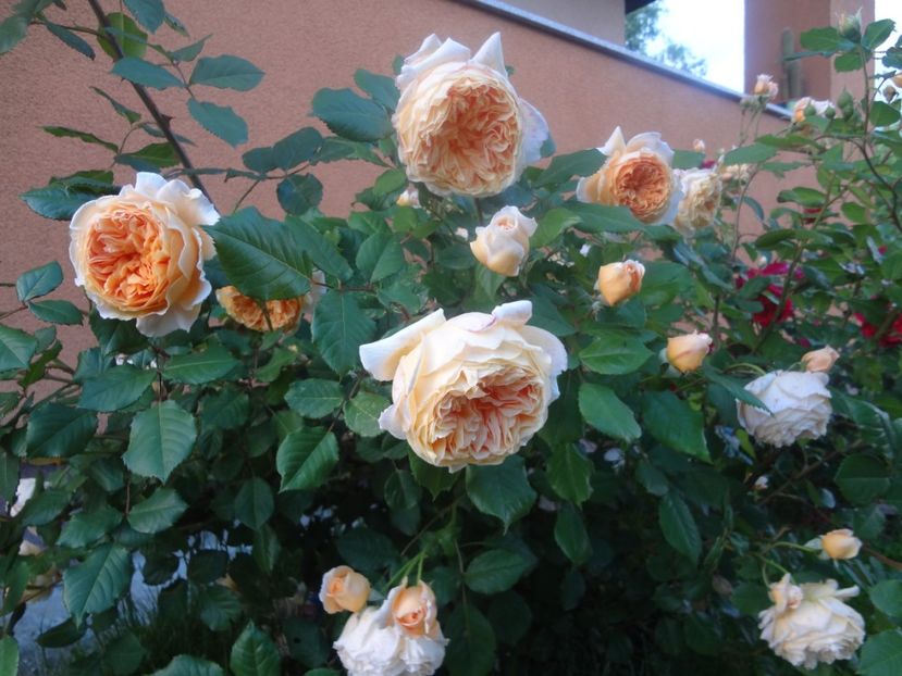  - Austin - Crown Princess Margareta