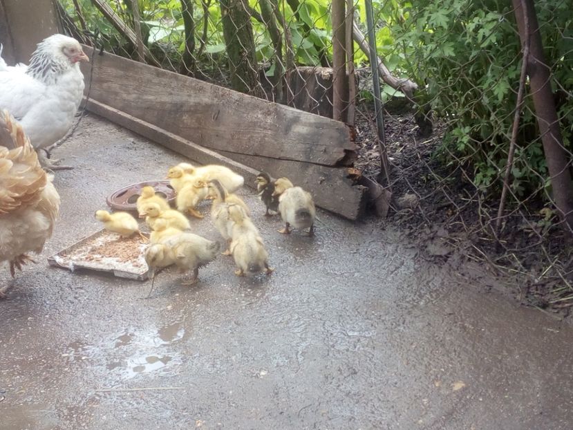  - Boboci de rata mai 2017