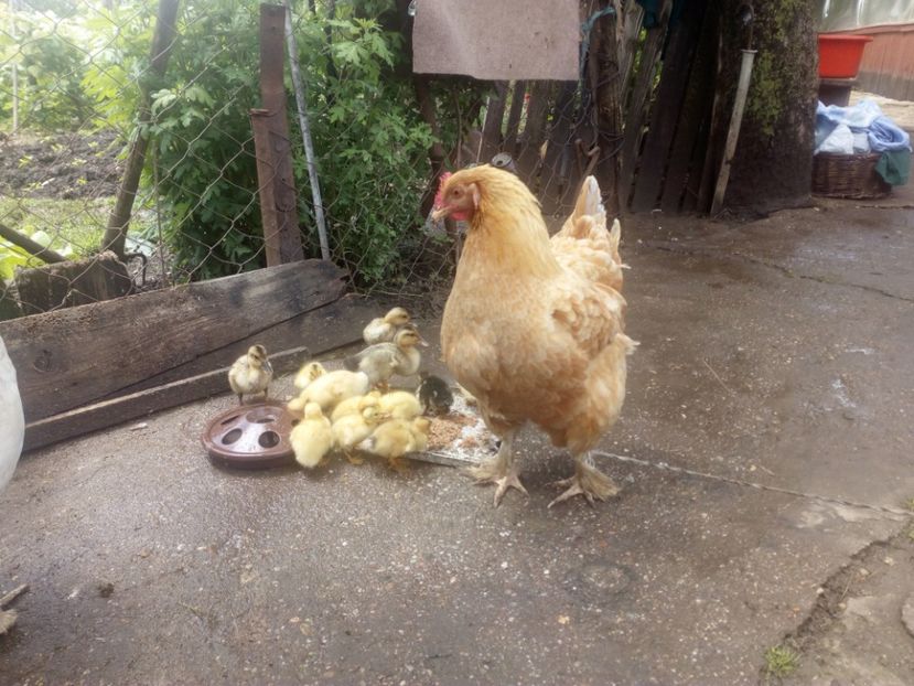  - Boboci de rata mai 2017