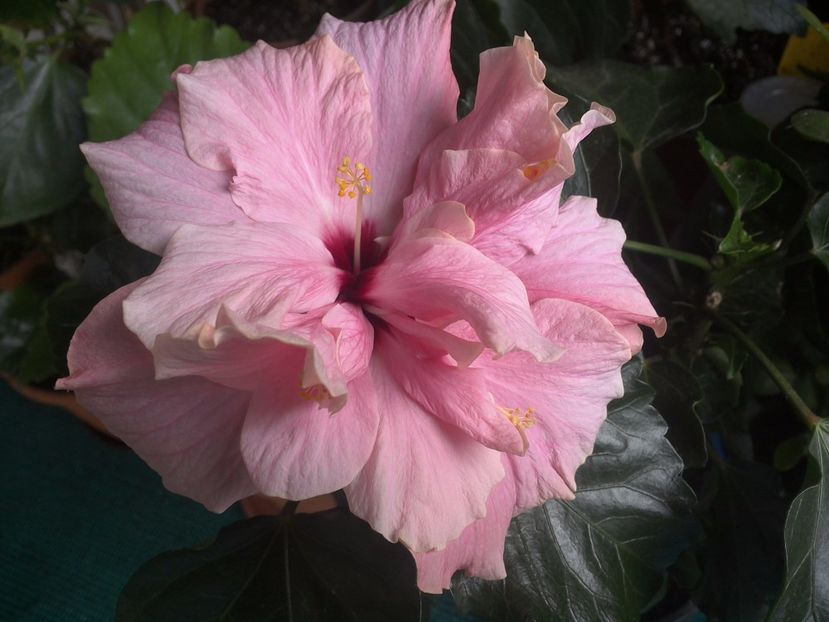 WIN_20170529_093915 - Clasic Pink