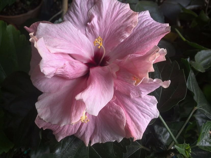 WIN_20170529_093933 - Clasic Pink
