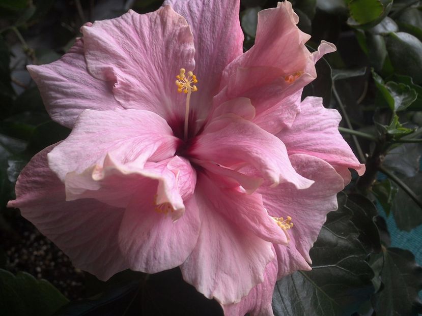 WIN_20170529_093941 - Clasic Pink